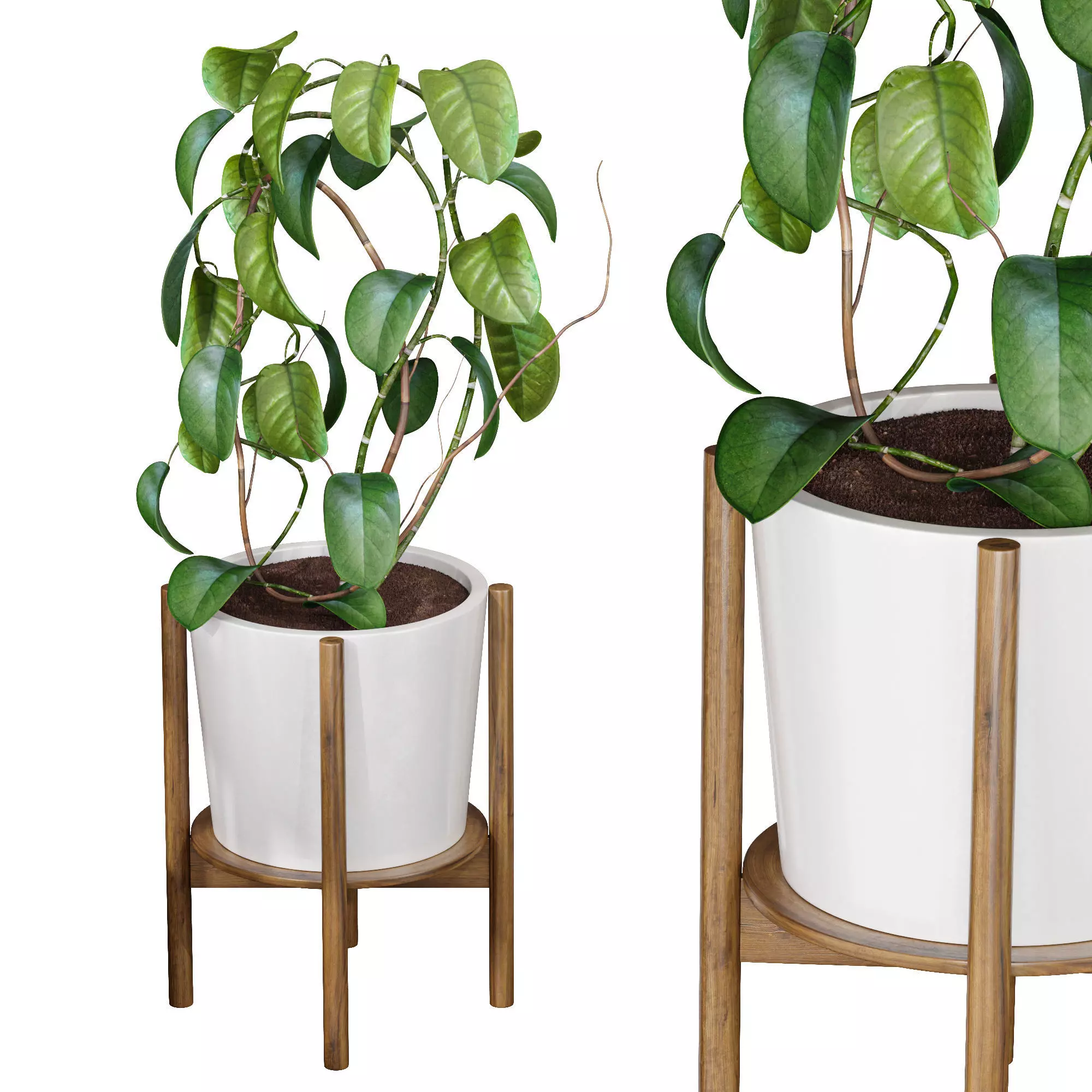 Hoya fungii lujah plant 3D model
