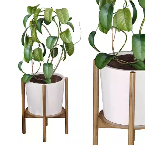 Hoya fungii lujah plant 3D model