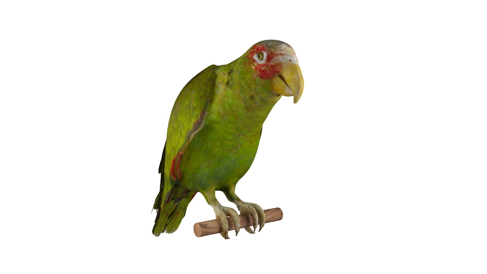 Parrot perched on branch 3D model_1