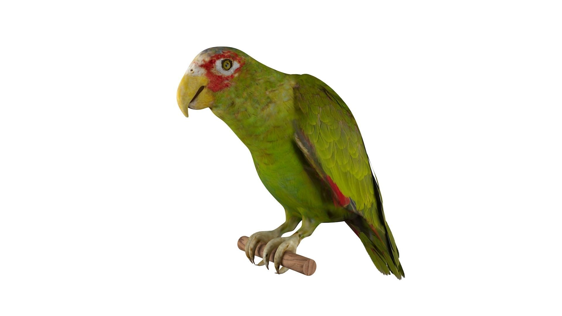 Parrot perched on branch 3D model_4