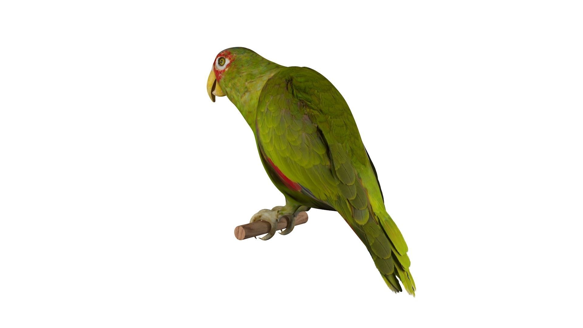Parrot perched on branch 3D model_6