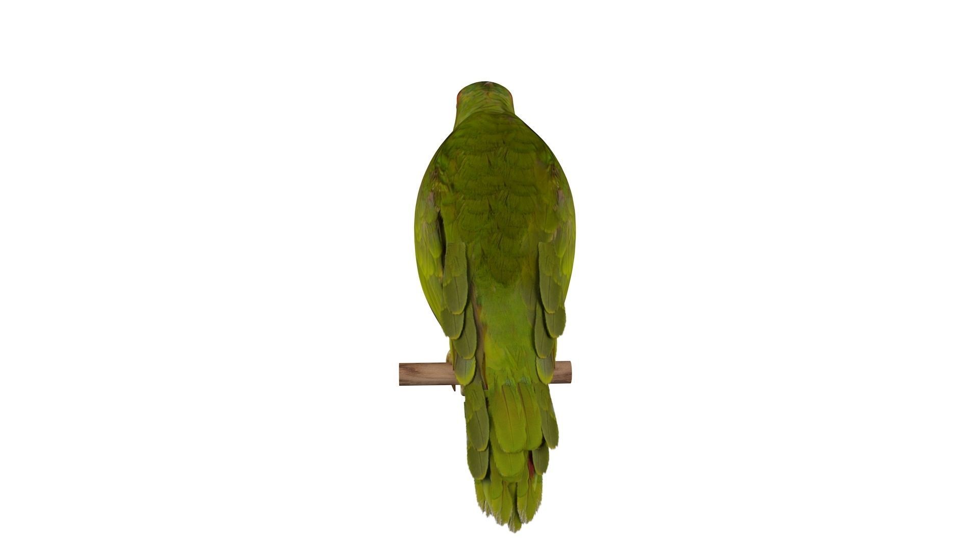Parrot perched on branch 3D model_7