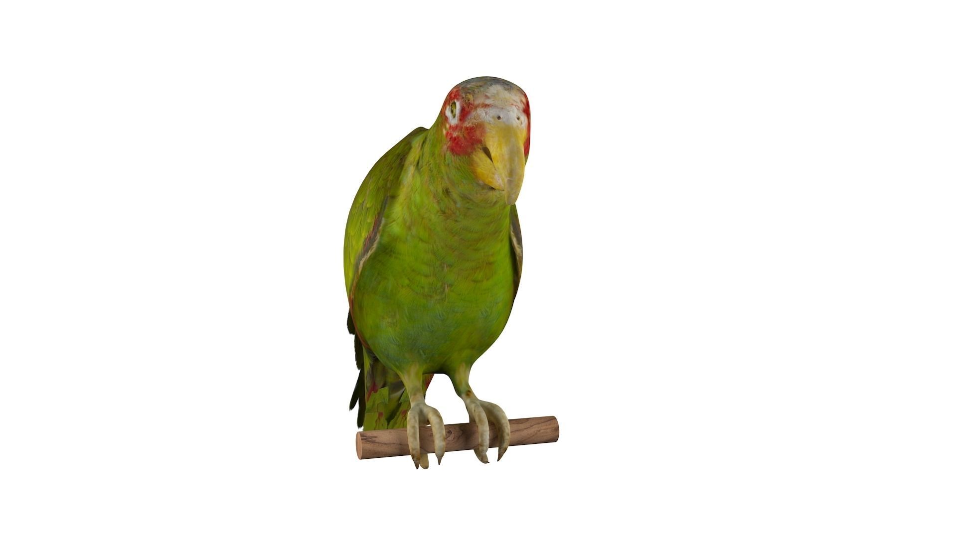 Parrot perched on branch 3D model_2