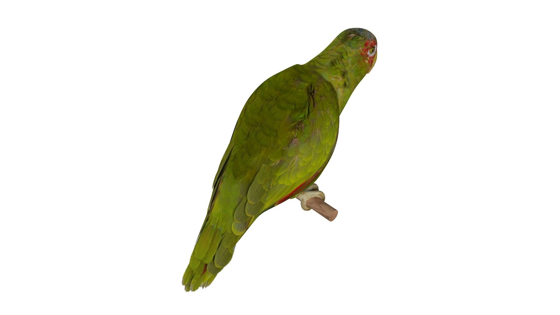 Parrot perched on branch 3D model_8