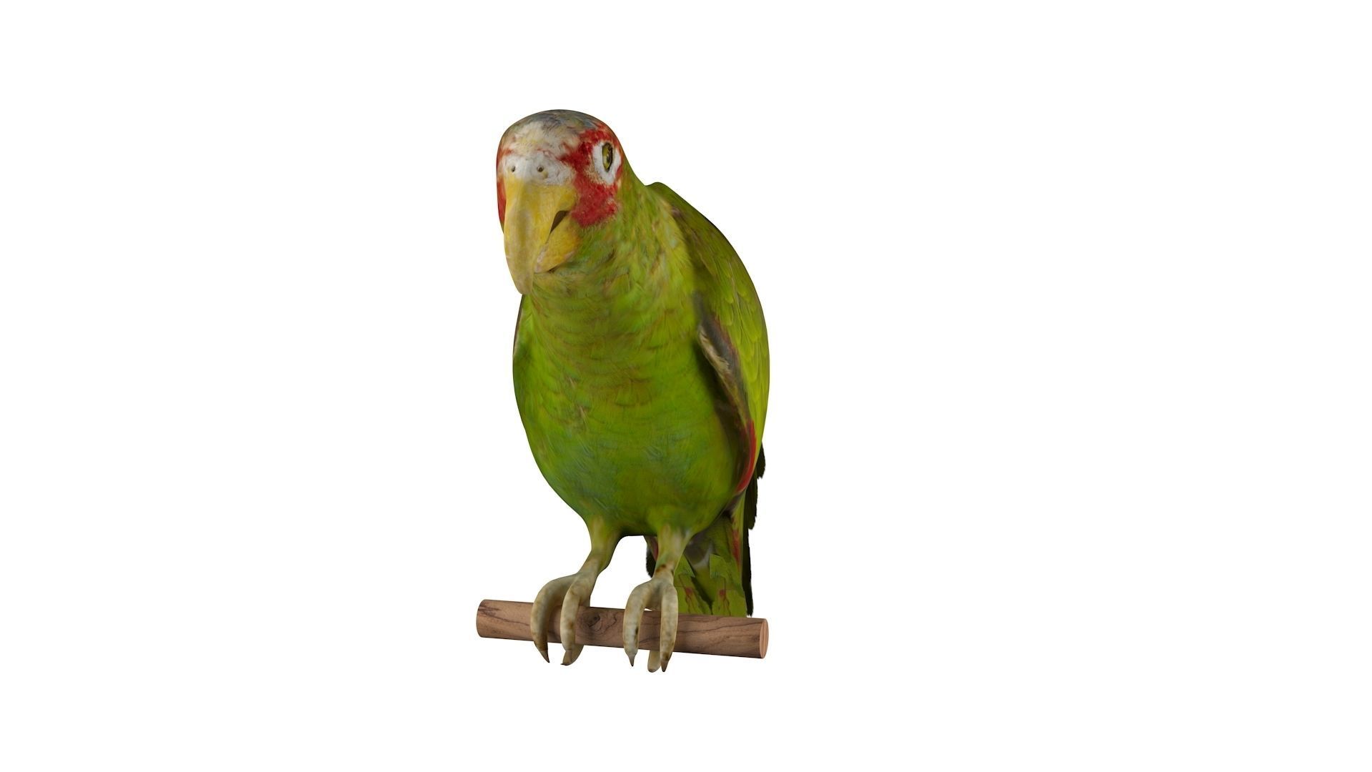 Parrot perched on branch 3D model_3