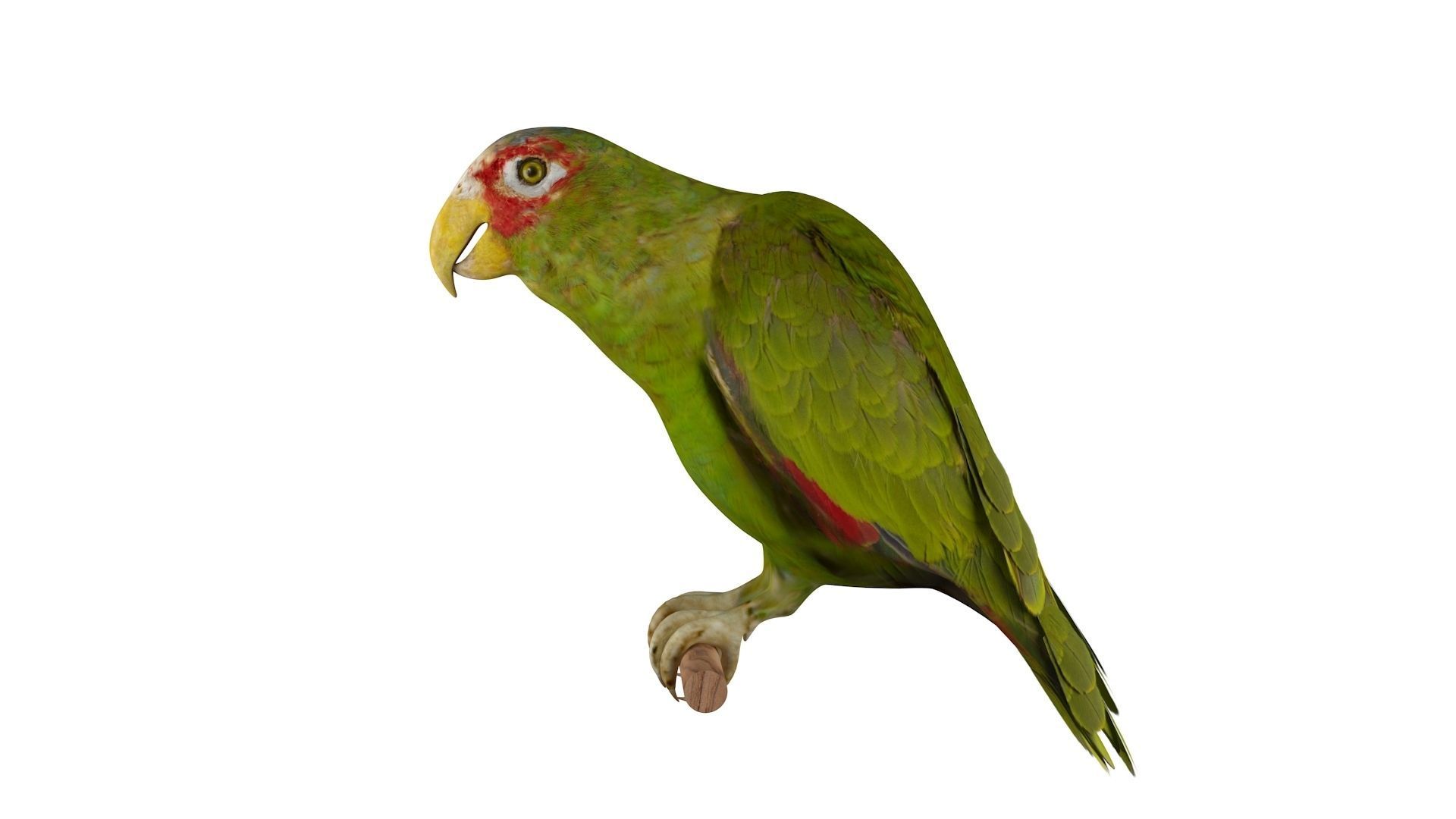 Parrot perched on branch 3D model_5