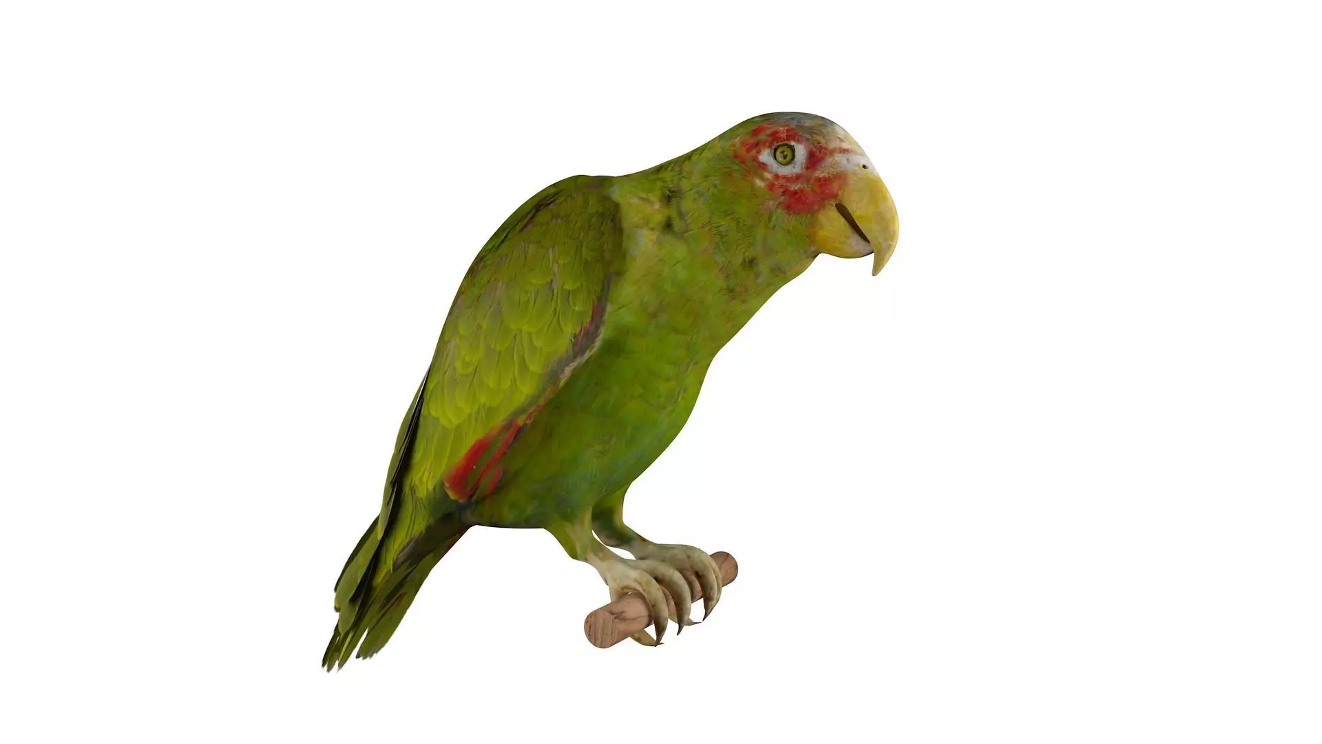 Parrot perched on branch 3D model_0