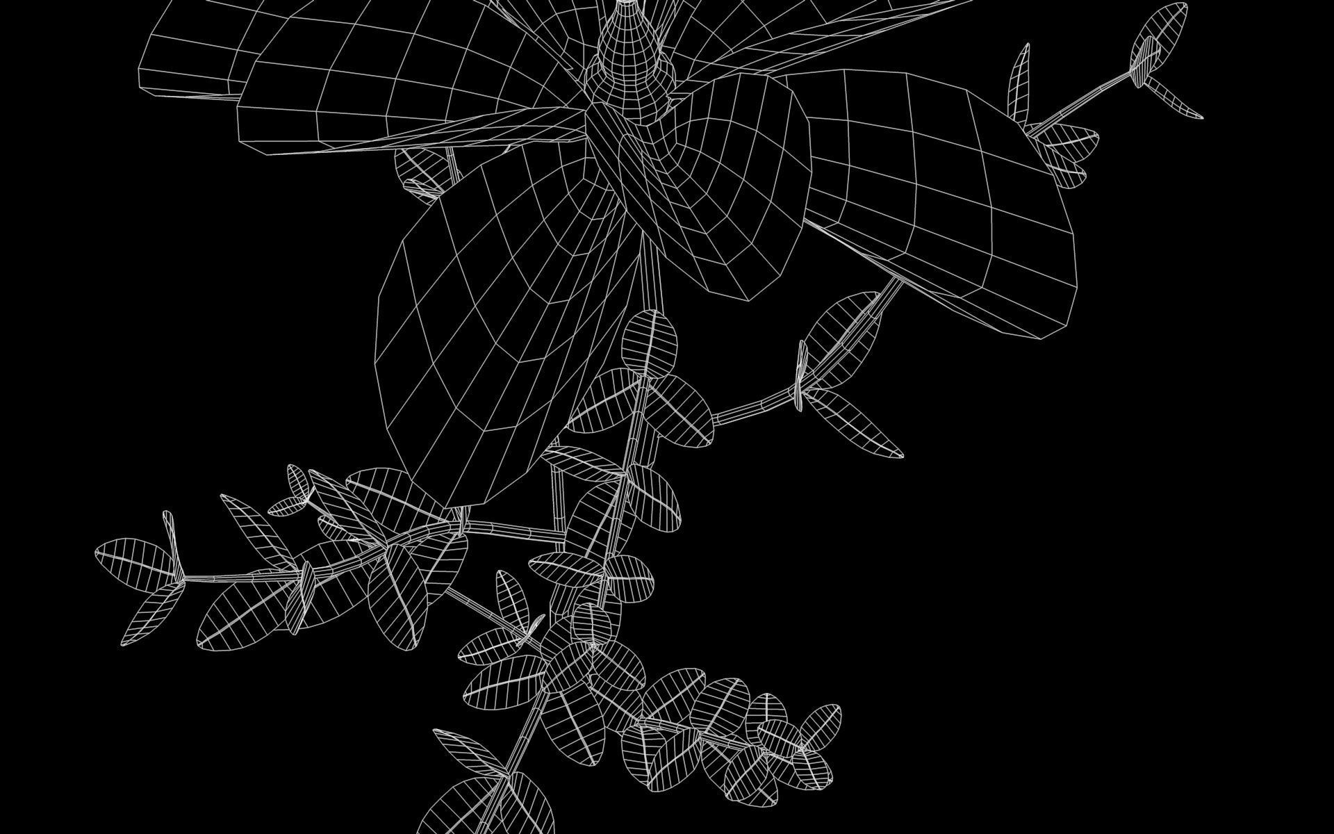 Aster flower  Low-poly 3D model_10