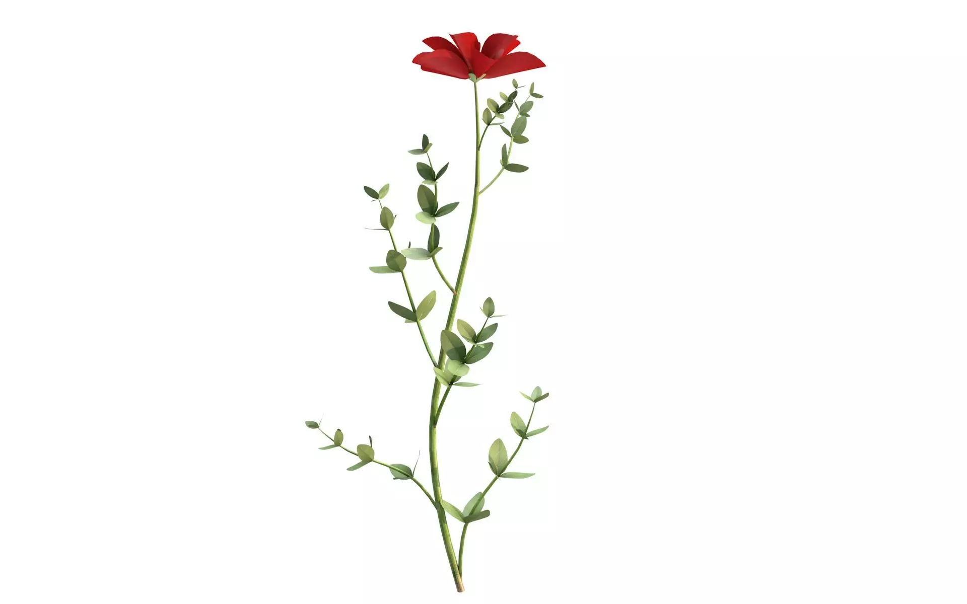 Aster flower  Low-poly 3D model_0