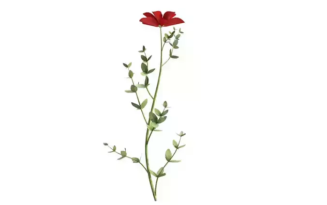 Aster flower  Low-poly 3D model