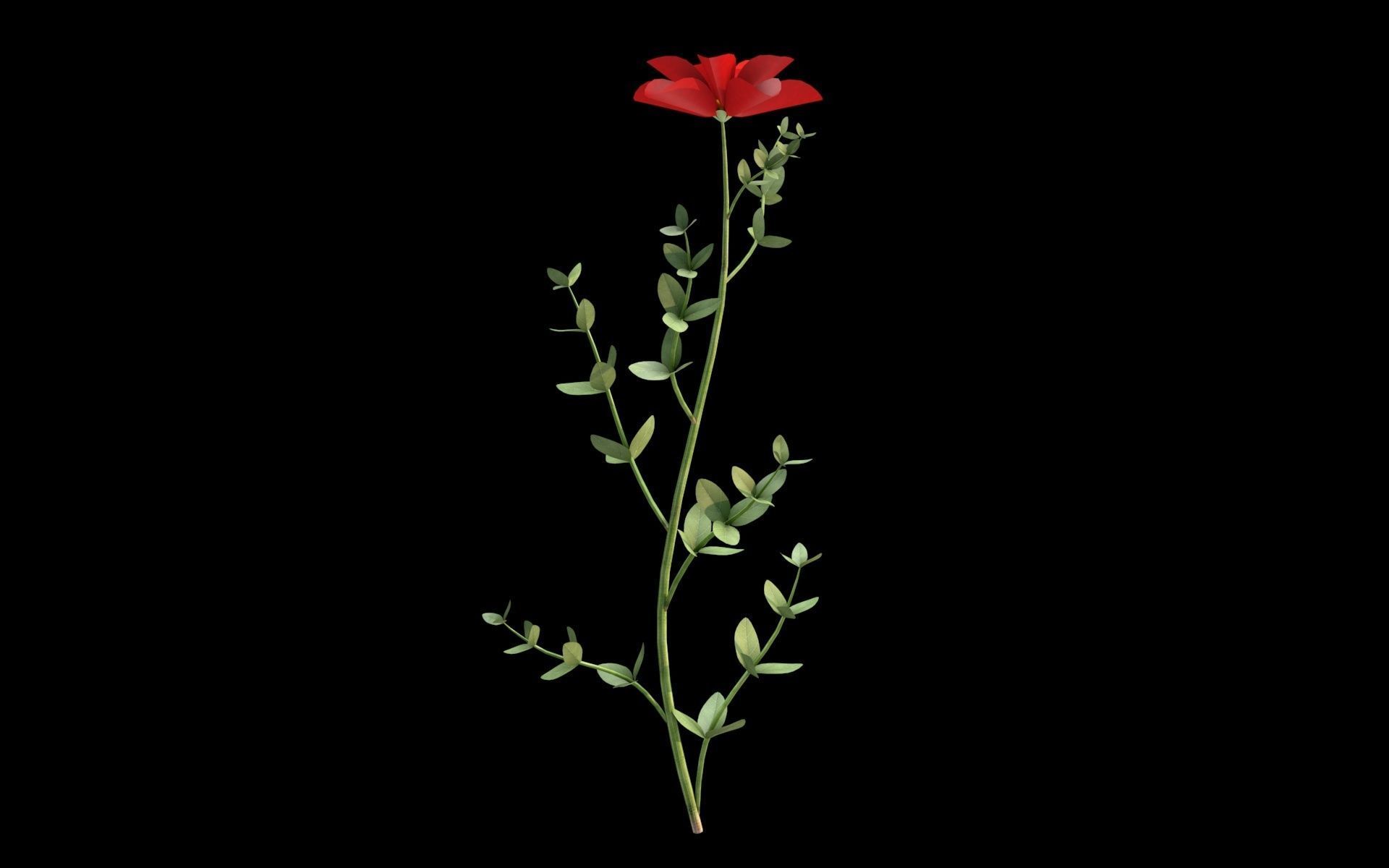 Aster flower  Low-poly 3D model_5