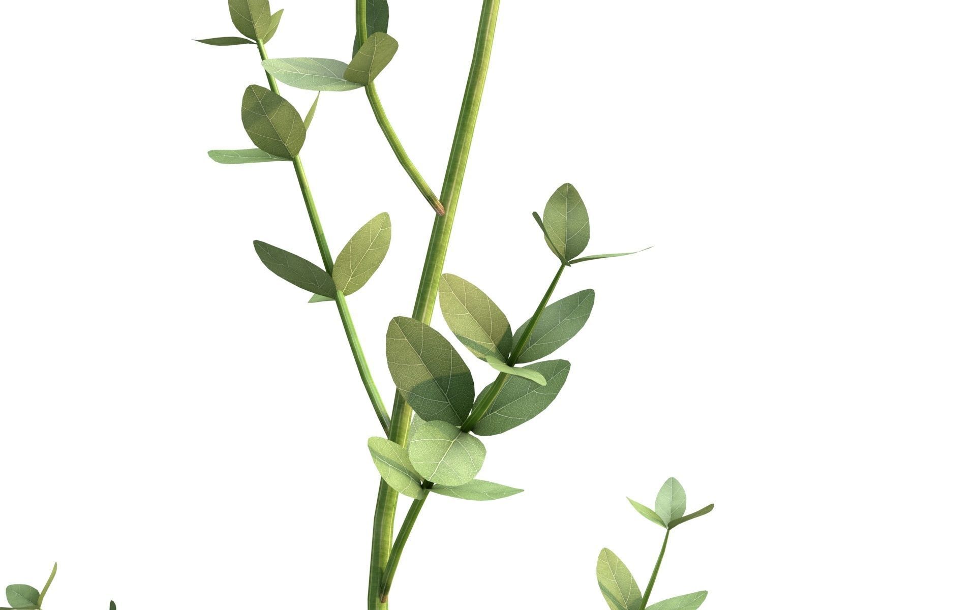 Aster flower  Low-poly 3D model_2