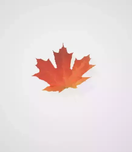 Simple Red Autumn Leaf