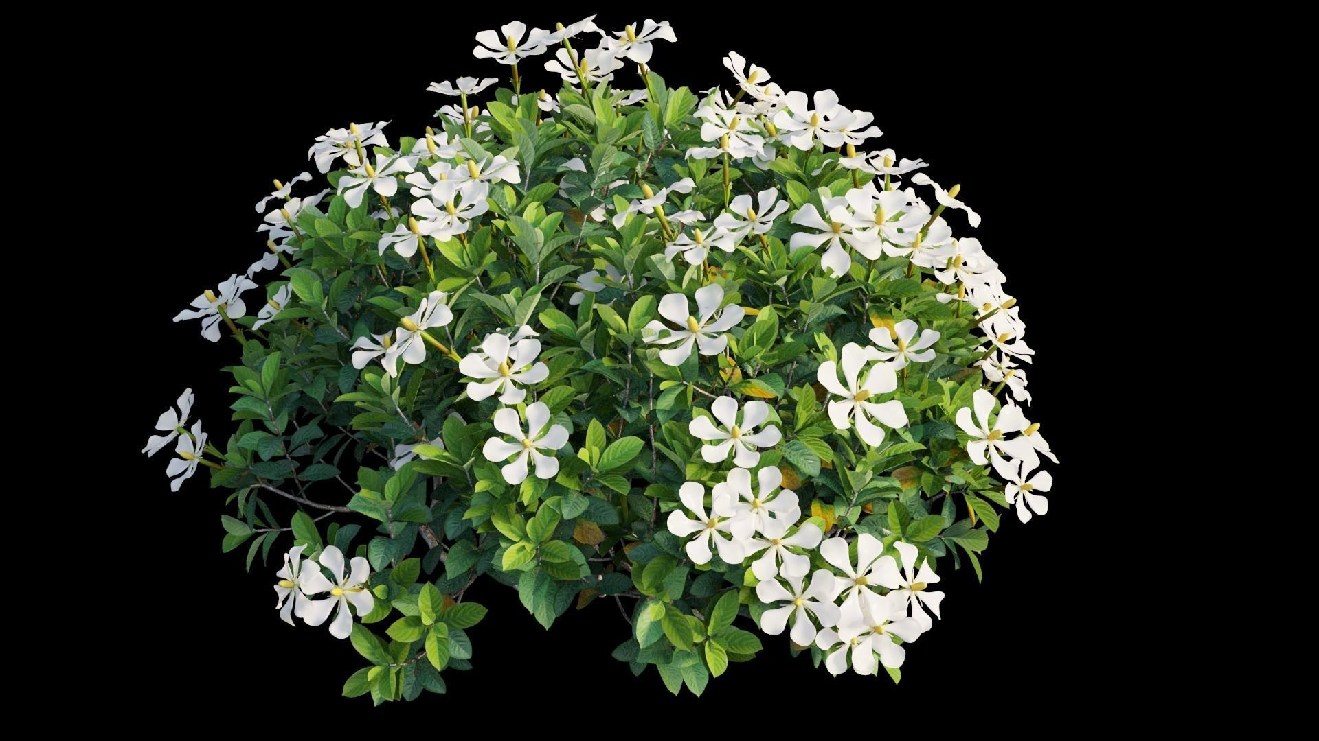 Gardenia angustifolia Merr 10 3D model_7