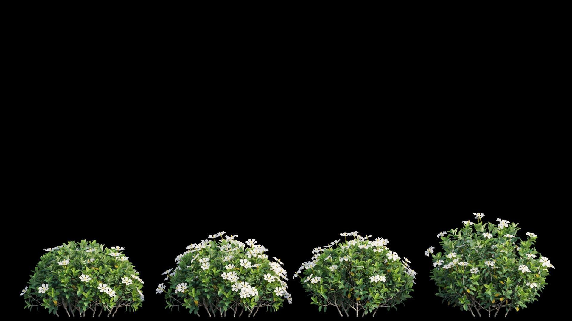 Gardenia angustifolia Merr 10 3D model_5