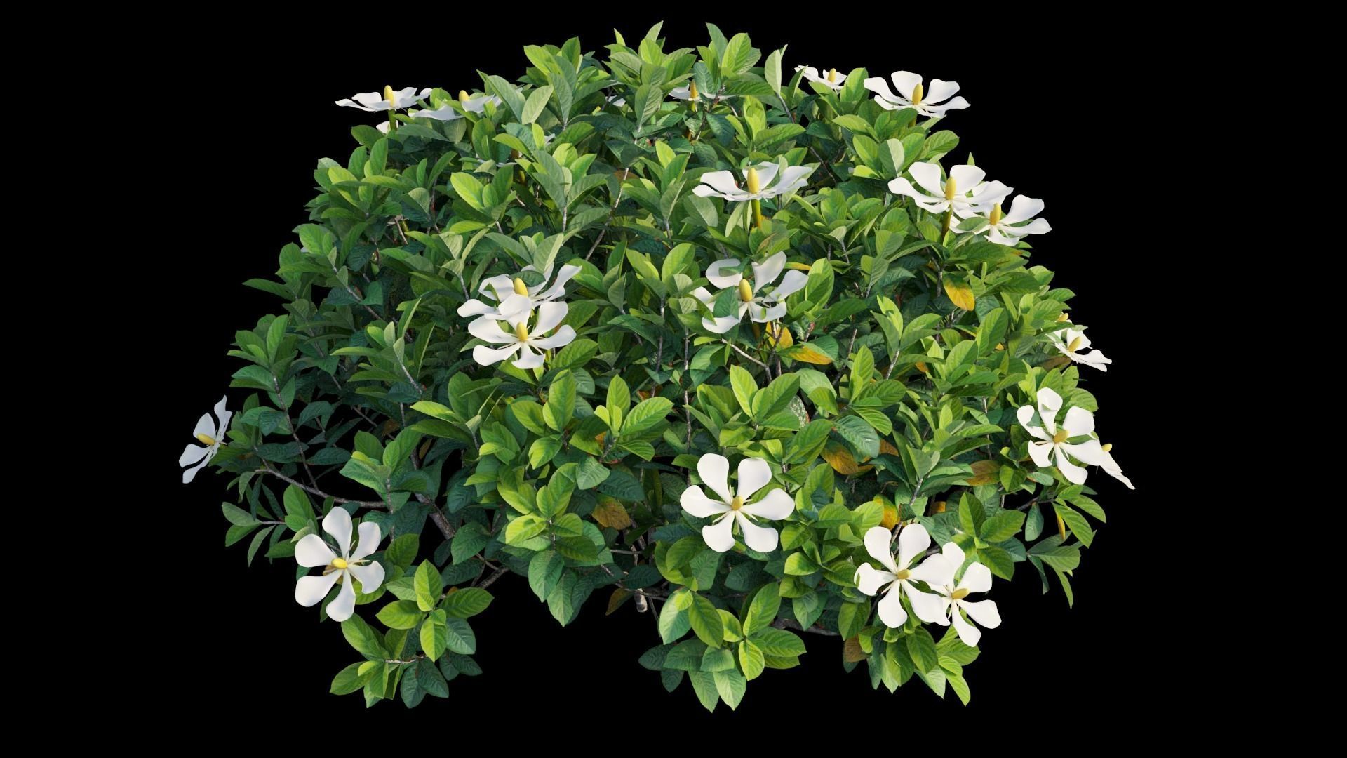 Gardenia angustifolia Merr 10 3D model_6