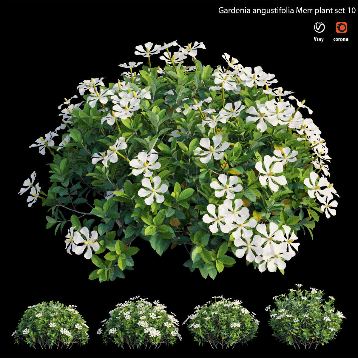 Gardenia angustifolia Merr 10 3D model_1