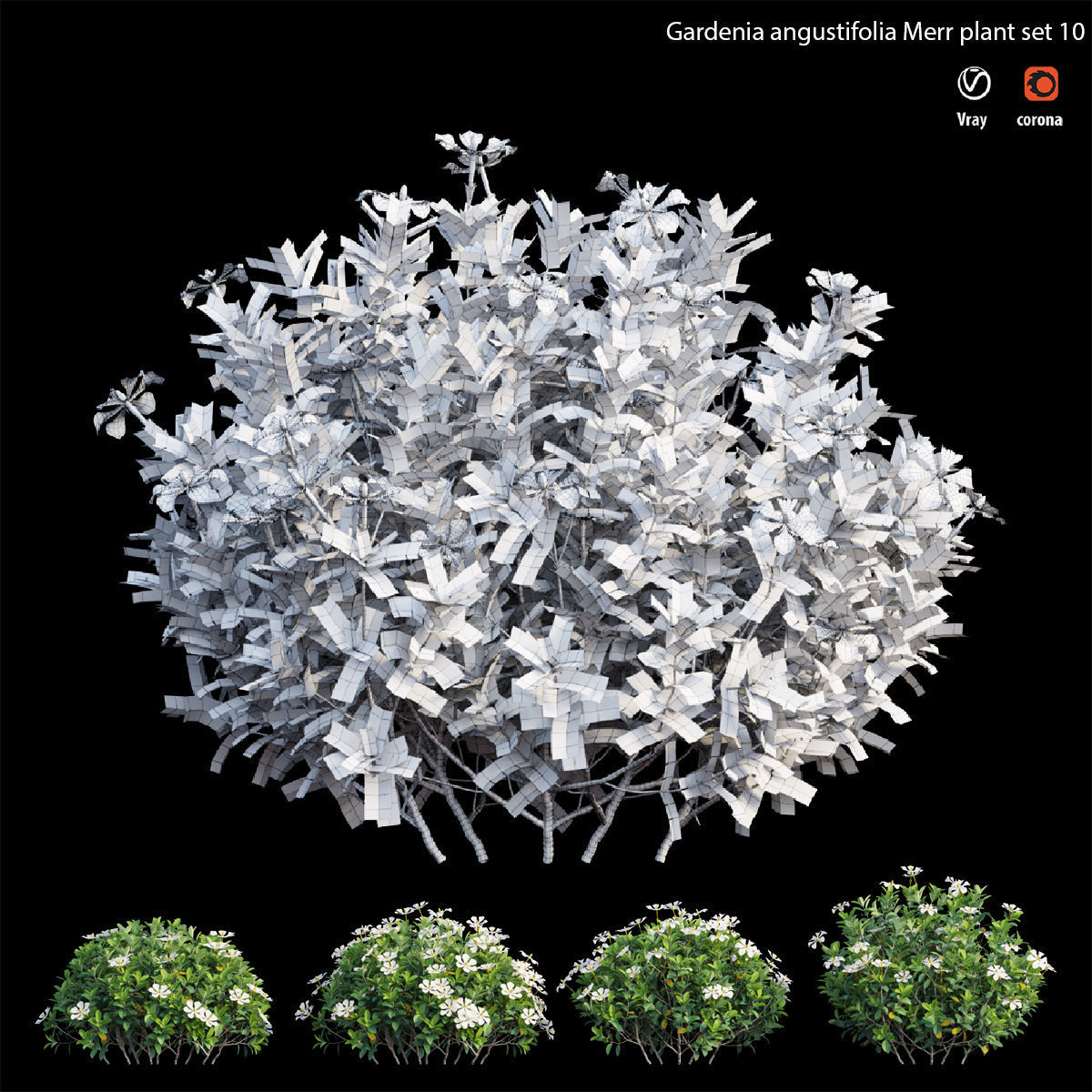 Gardenia angustifolia Merr 10 3D model_4