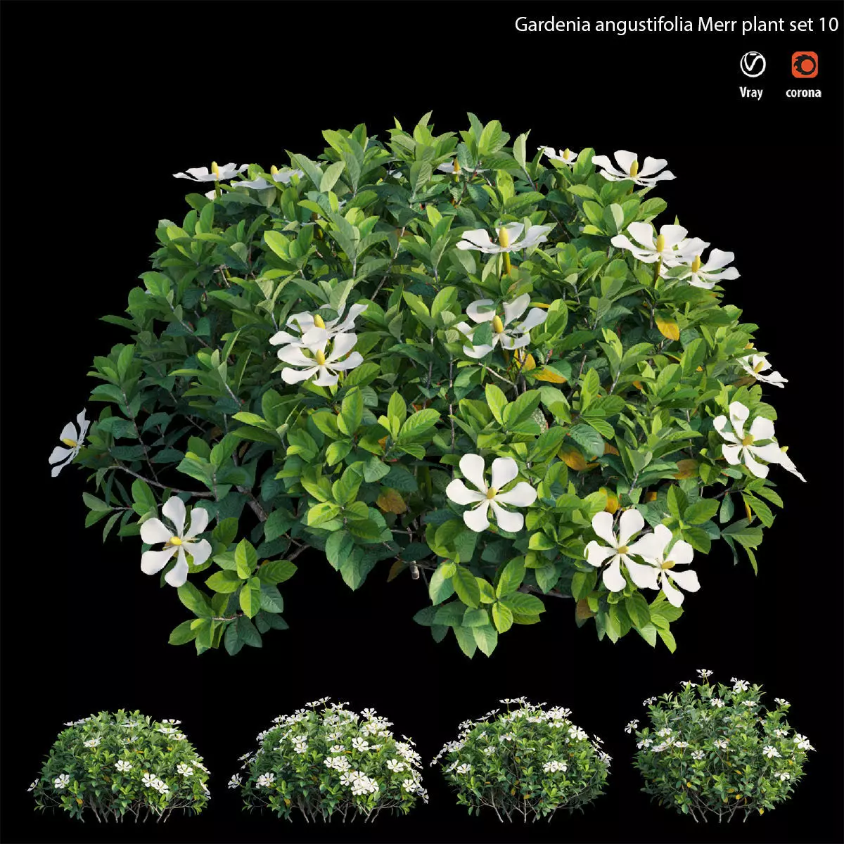 Gardenia angustifolia Merr 10 3D model_0