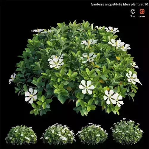 Gardenia angustifolia Merr 10 3D model