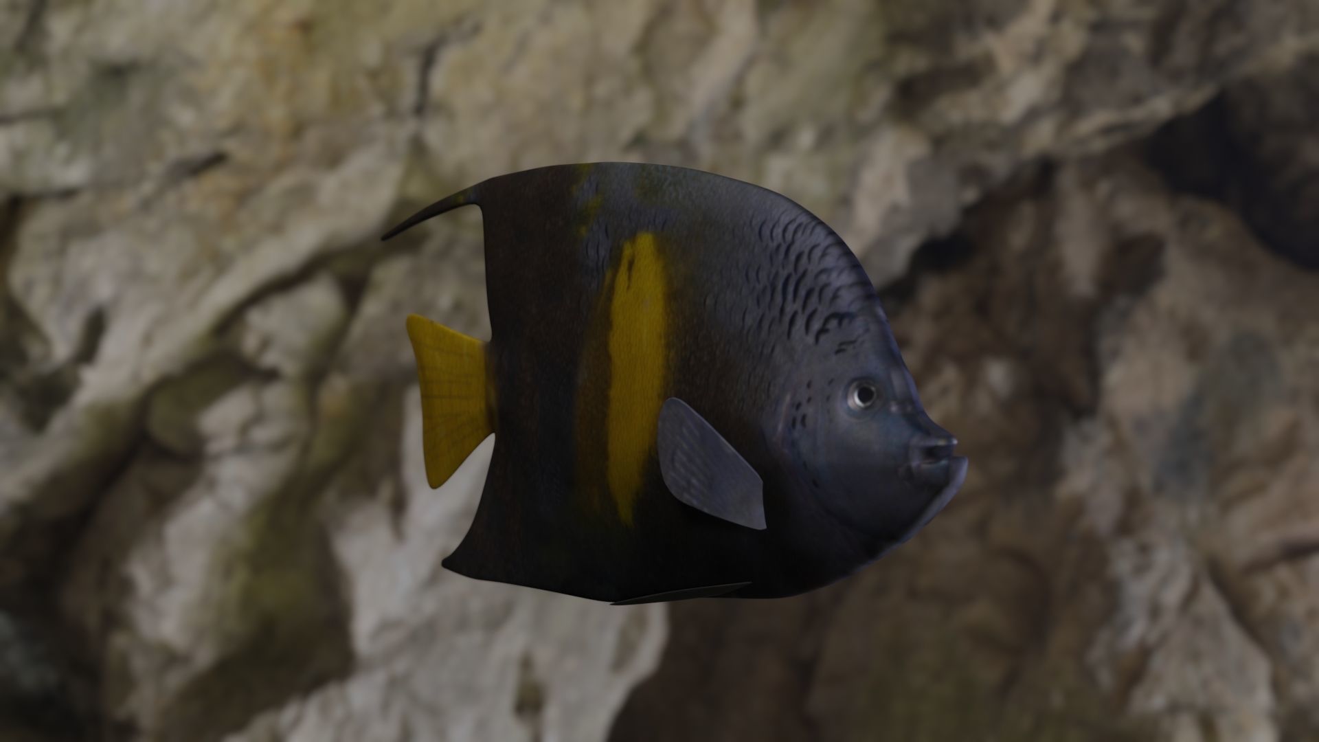 Yellow narked butterfly fish Low-poly 3D model_12