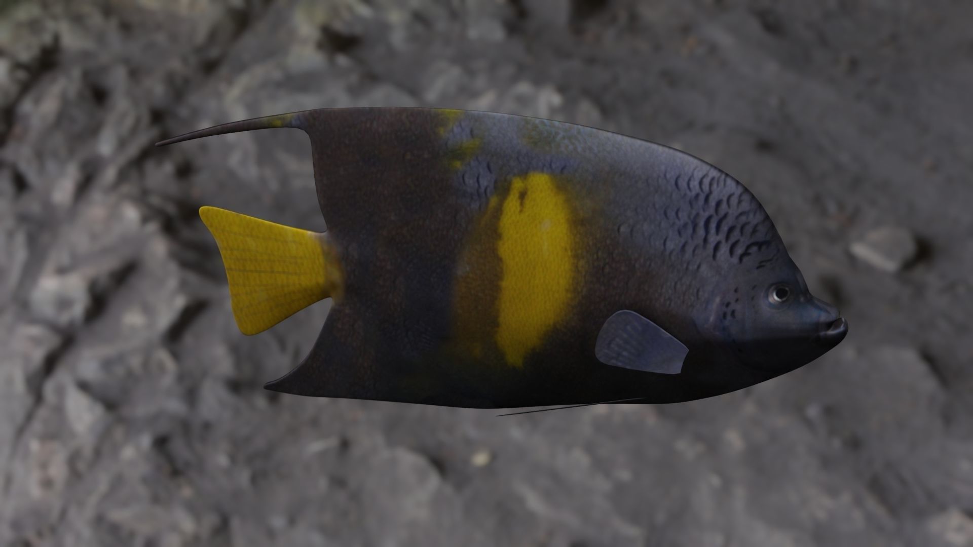 Yellow narked butterfly fish Low-poly 3D model_15