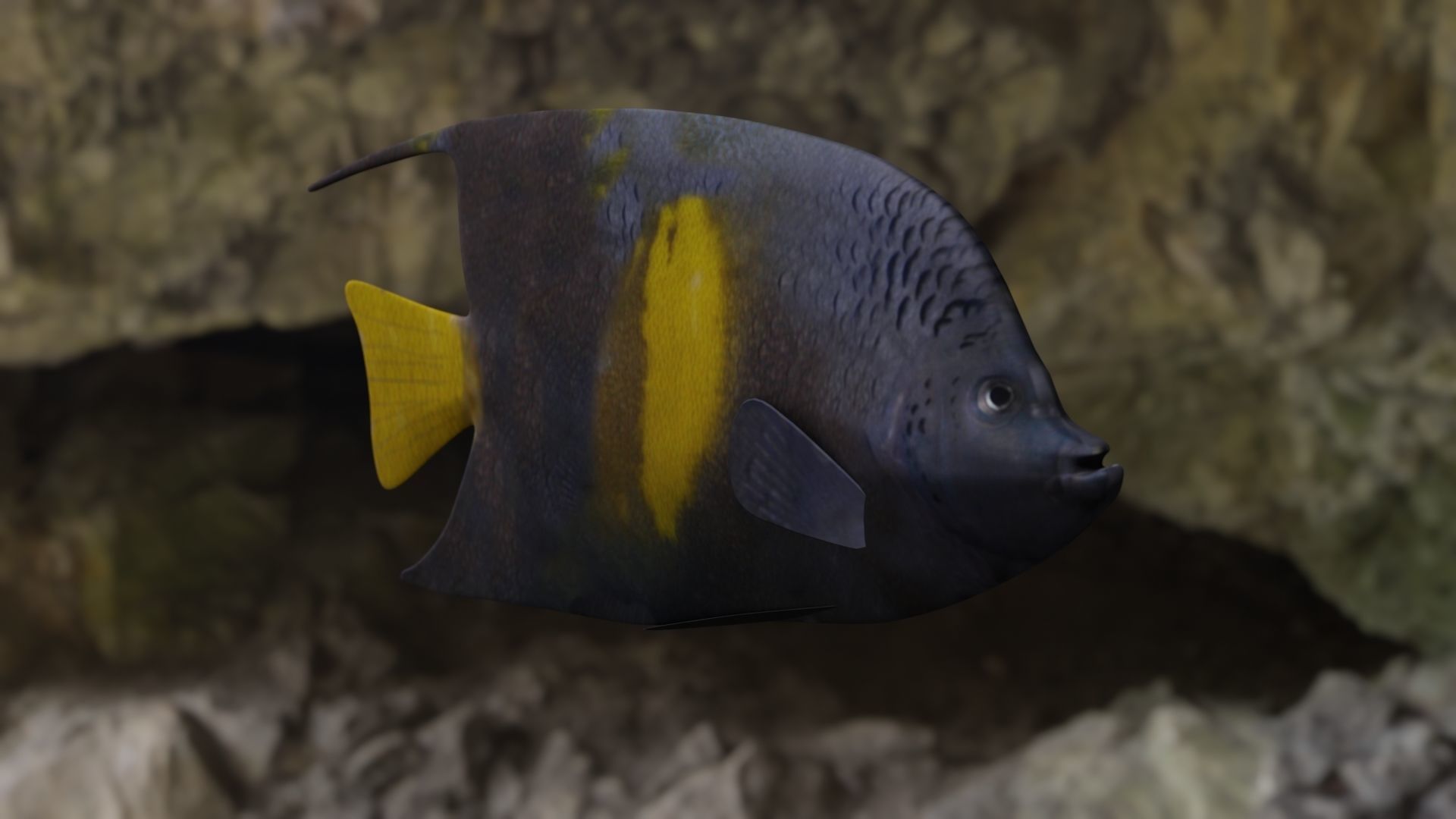 Yellow narked butterfly fish Low-poly 3D model_1