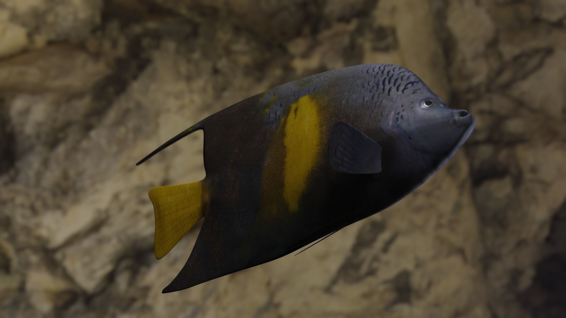 Yellow narked butterfly fish Low-poly 3D model_10