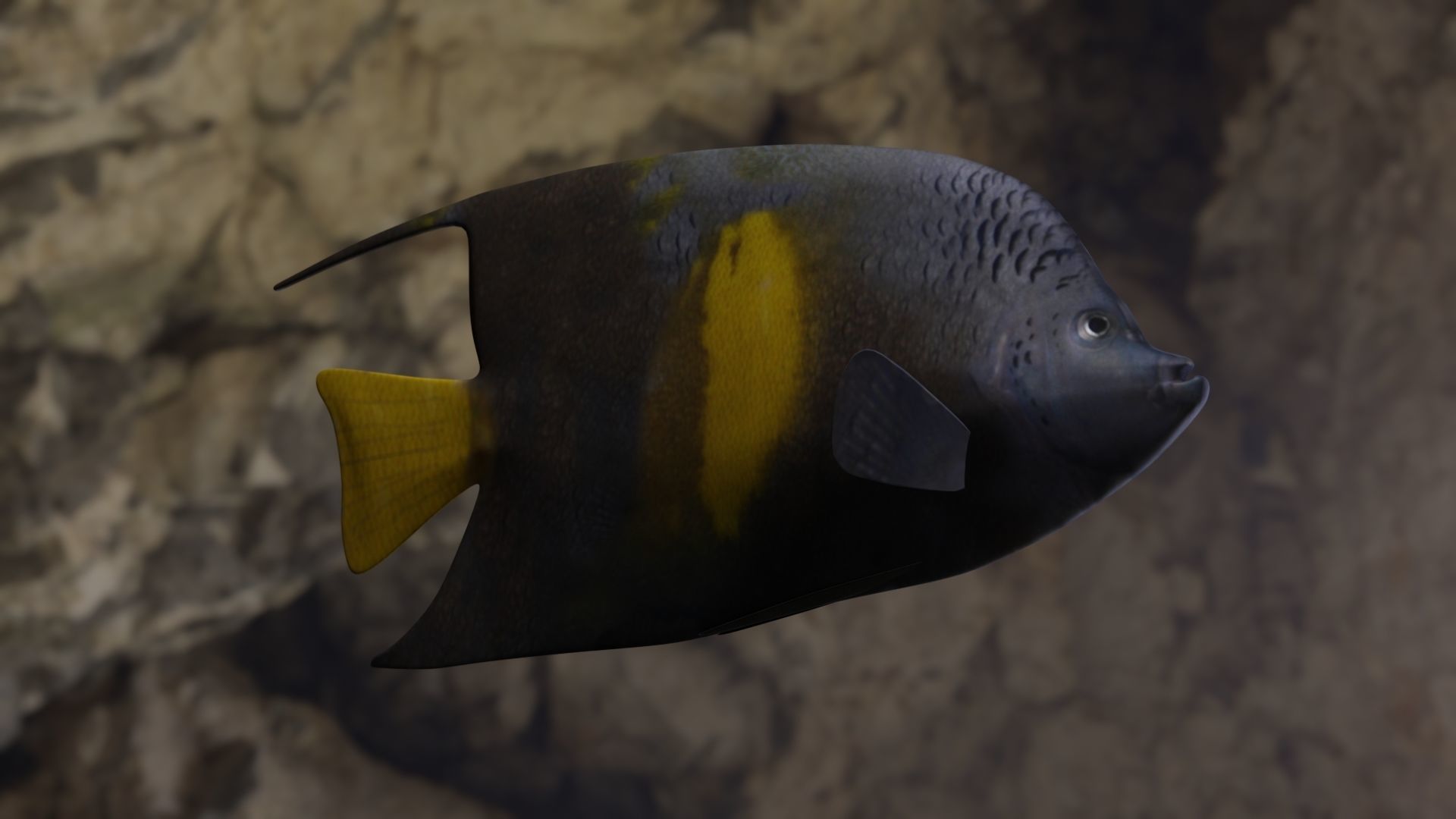 Yellow narked butterfly fish Low-poly 3D model_7