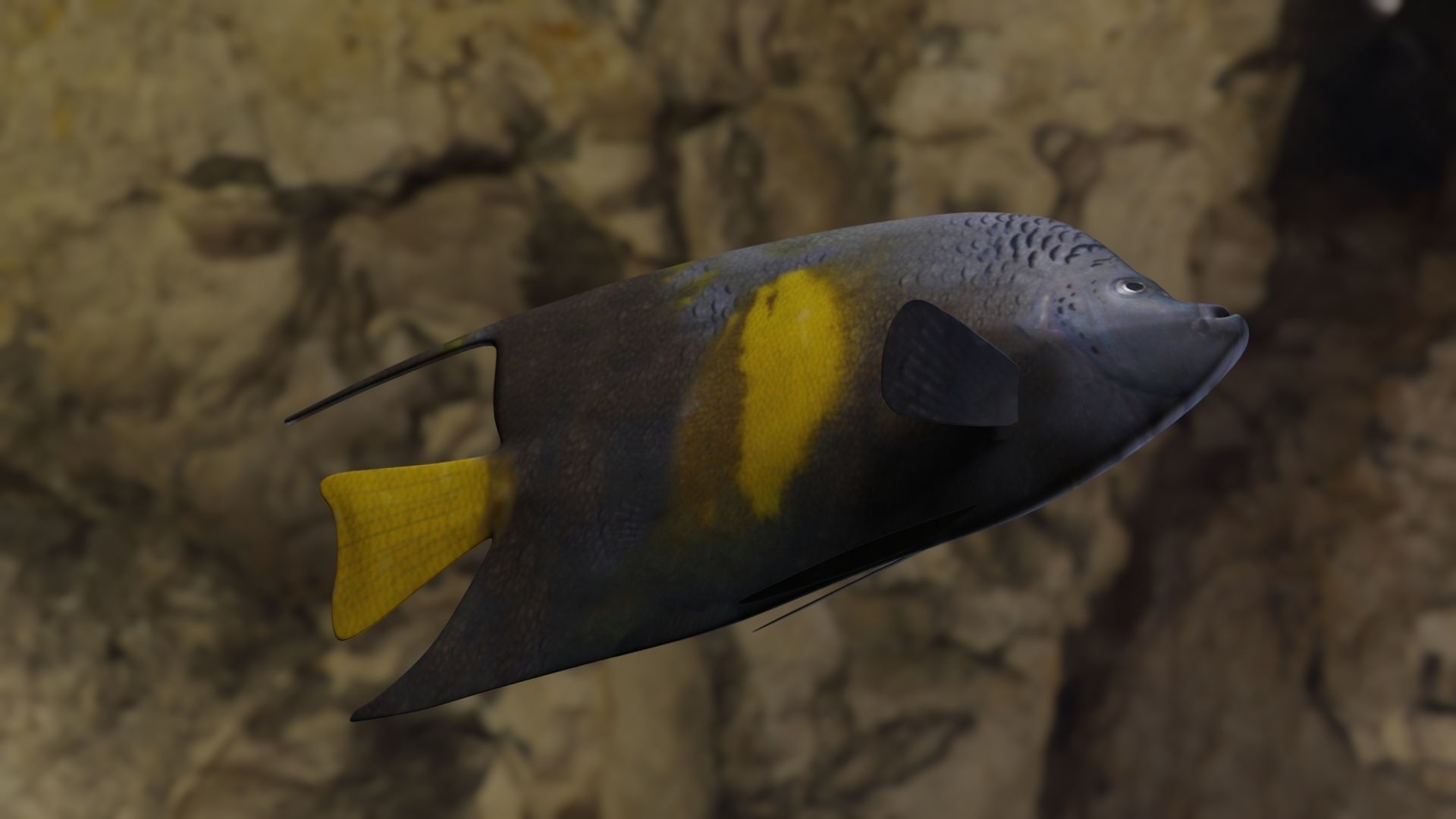Yellow narked butterfly fish Low-poly 3D model_9