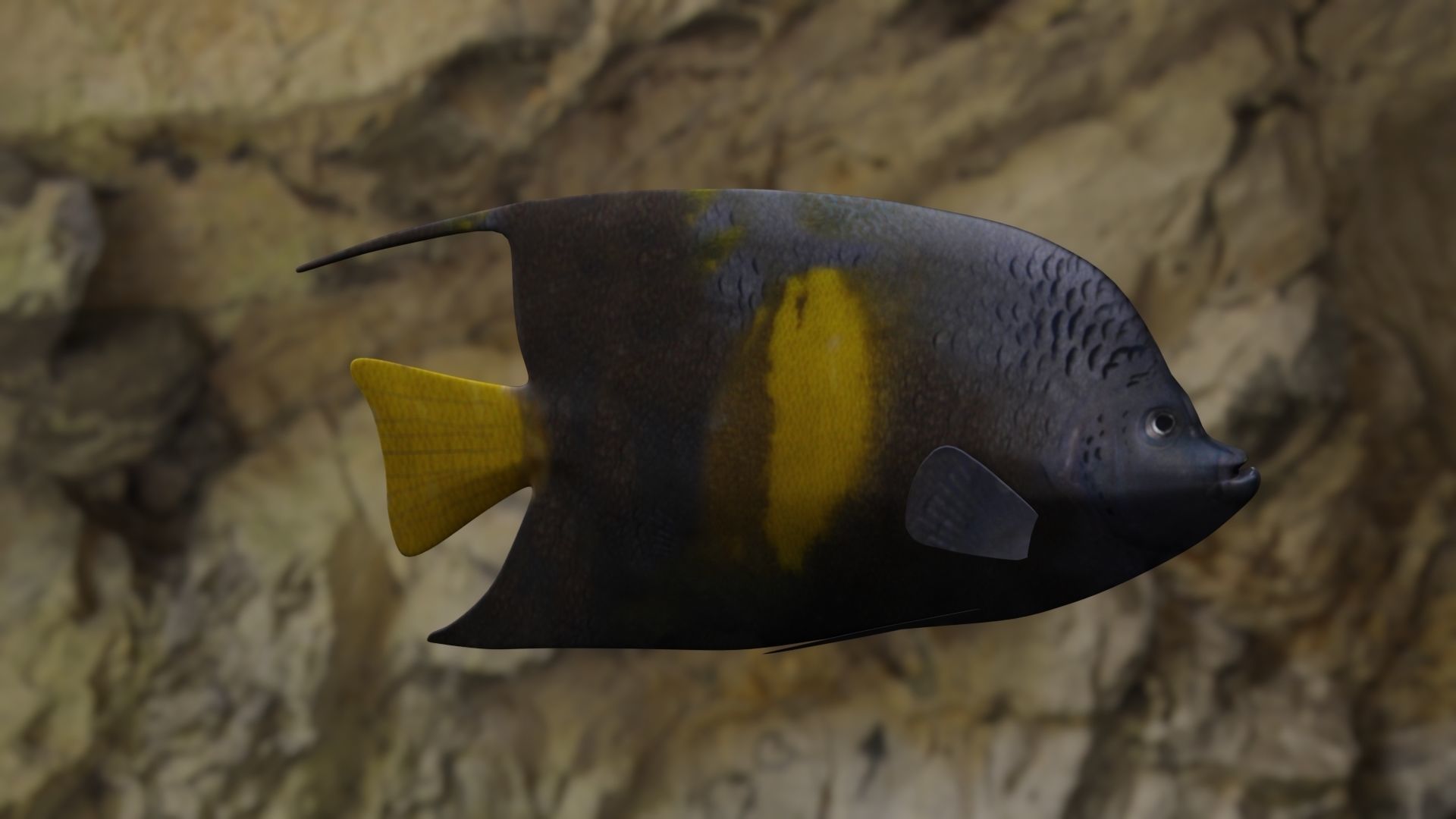 Yellow narked butterfly fish Low-poly 3D model_18