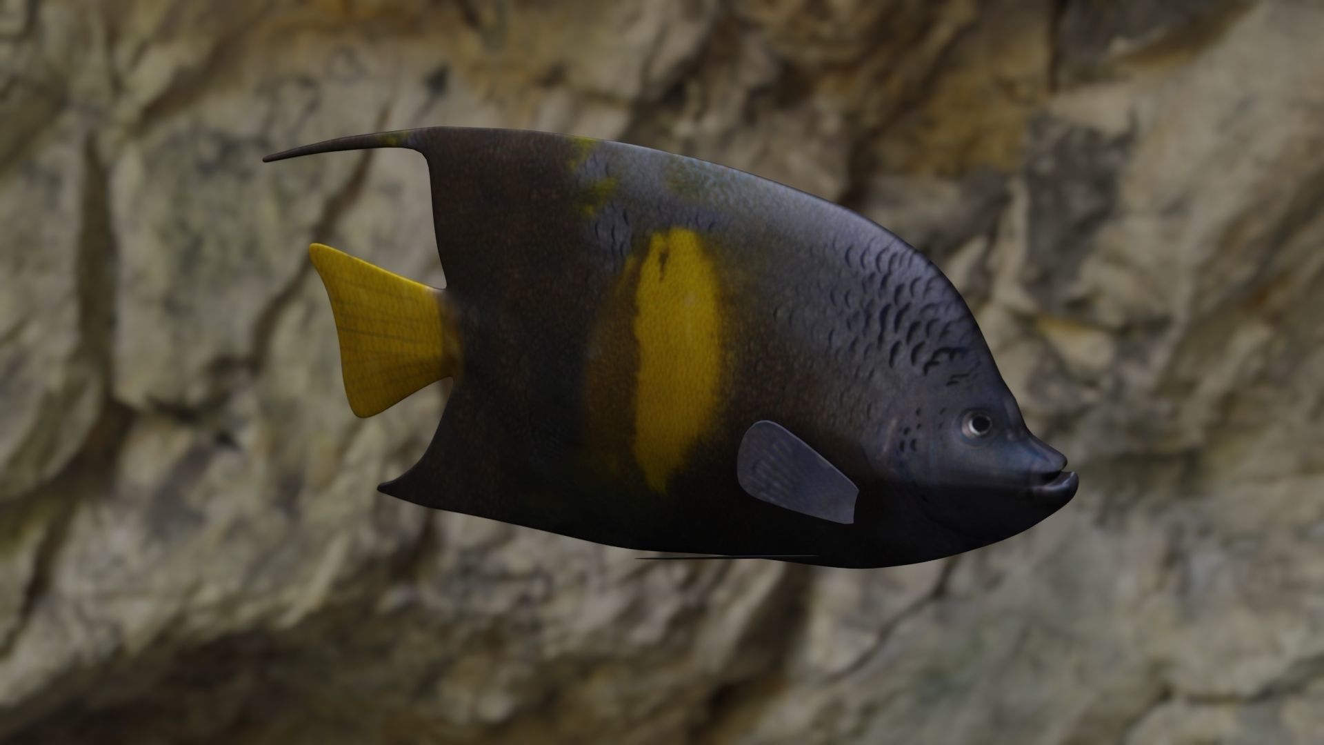 Yellow narked butterfly fish Low-poly 3D model_3