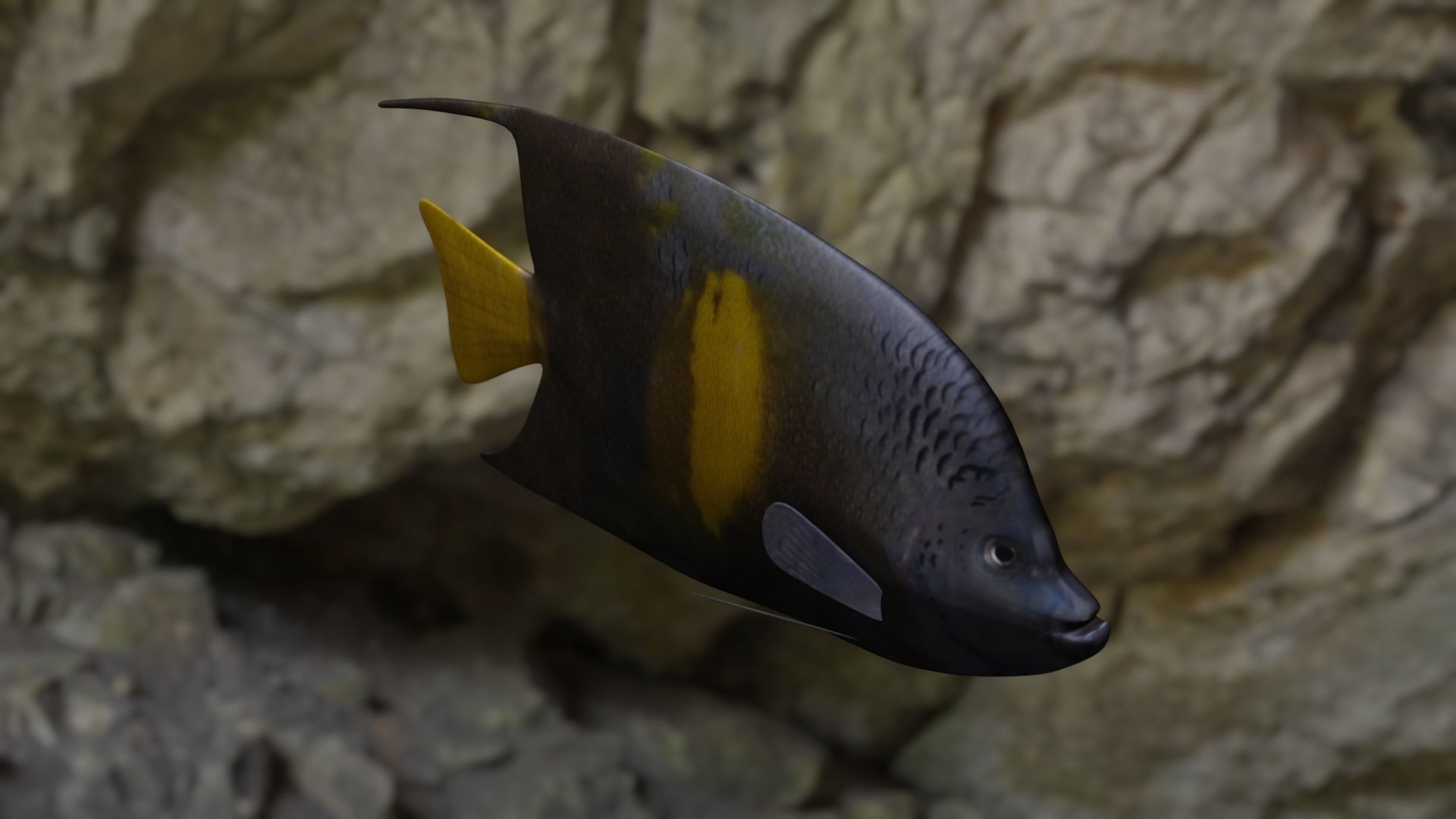Yellow narked butterfly fish Low-poly 3D model_19