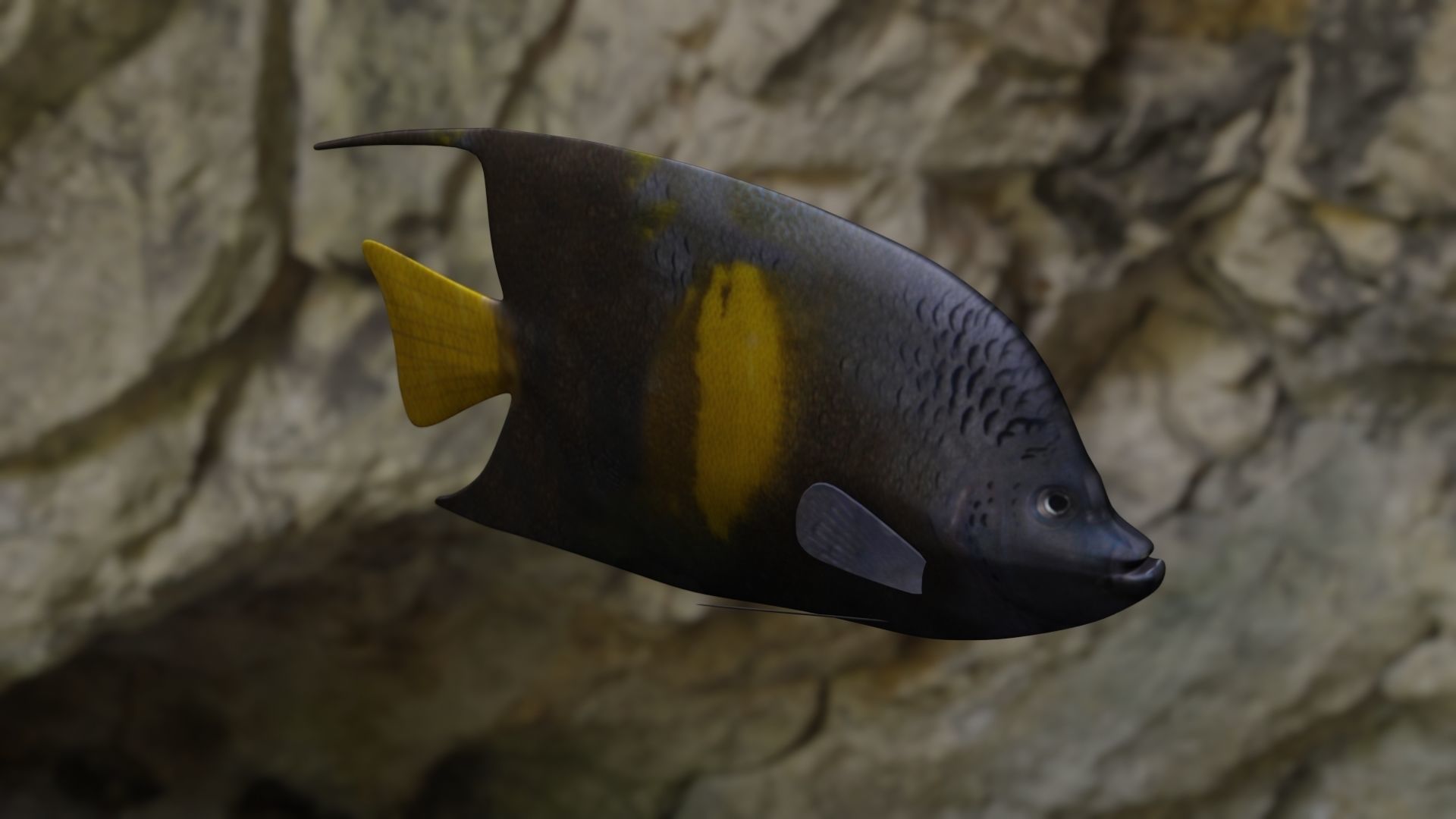 Yellow narked butterfly fish Low-poly 3D model_6