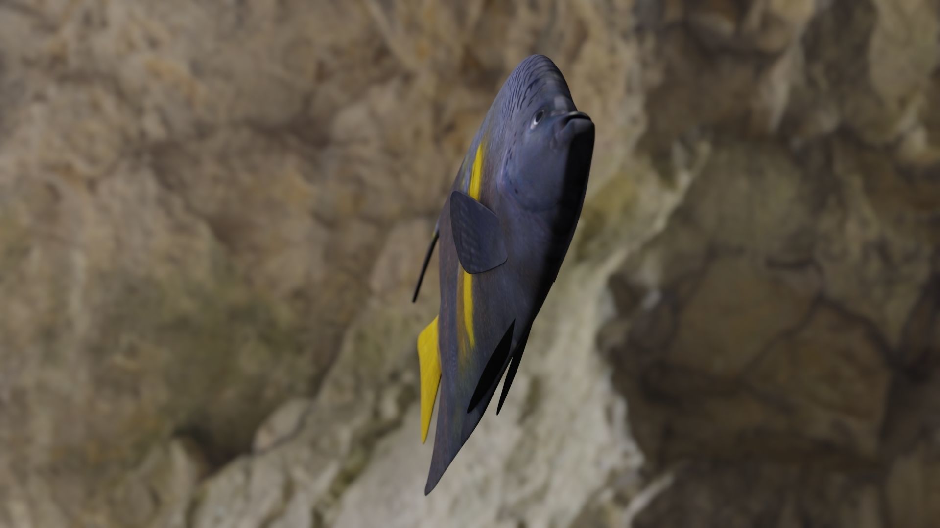 Yellow narked butterfly fish Low-poly 3D model_17
