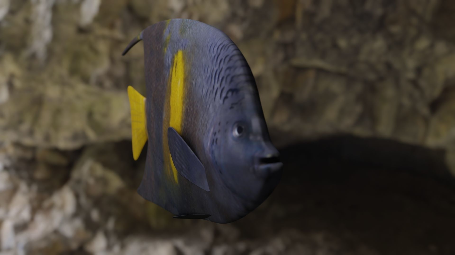 Yellow narked butterfly fish Low-poly 3D model_11