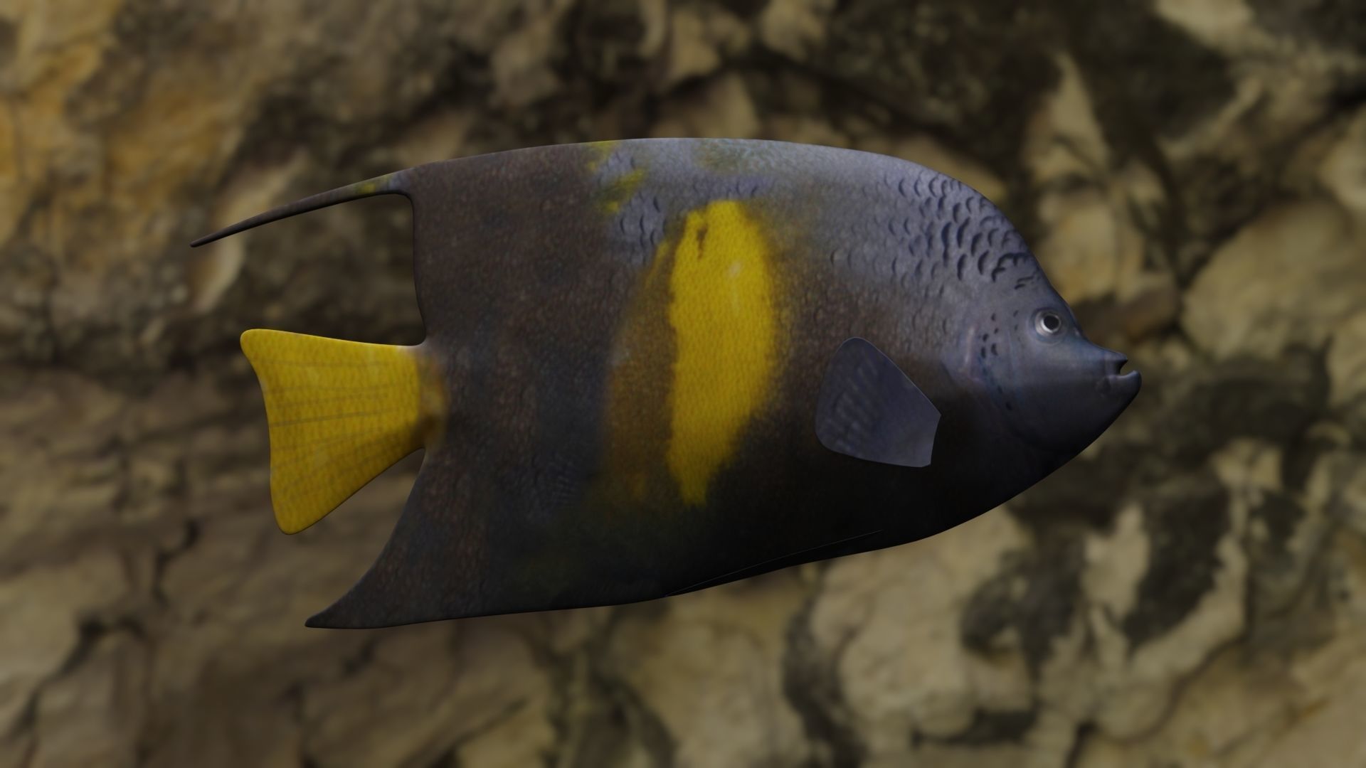 Yellow narked butterfly fish Low-poly 3D model_4