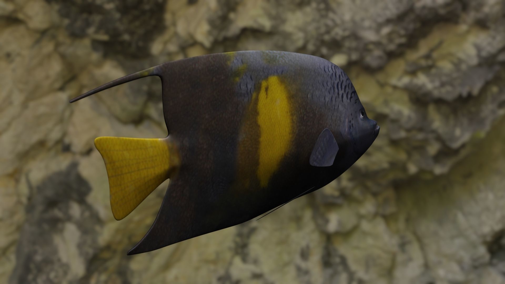 Yellow narked butterfly fish Low-poly 3D model_5