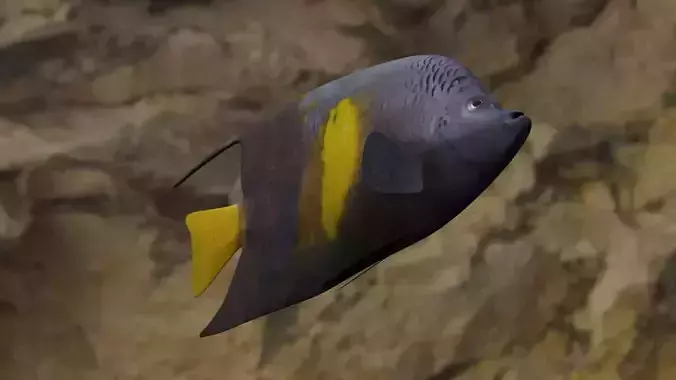 Yellow narked butterfly fish Low-poly 3D model