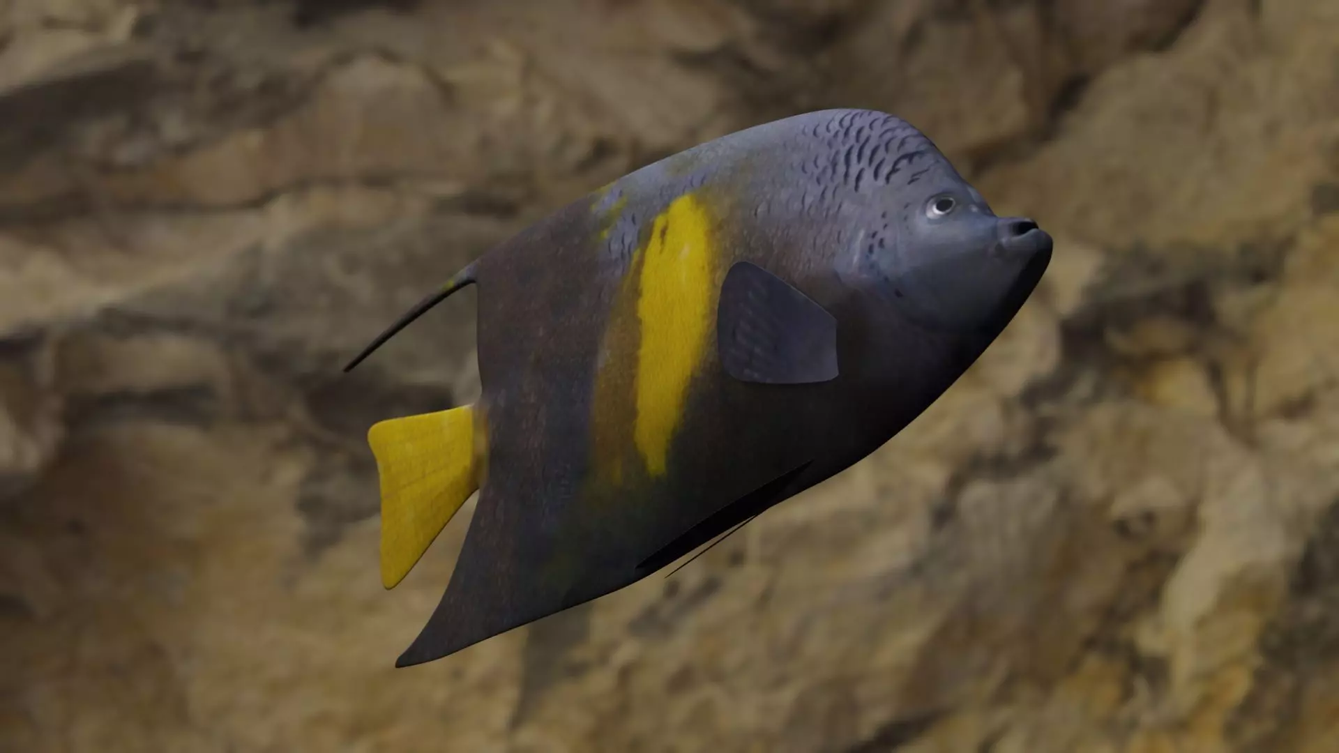 Yellow narked butterfly fish Low-poly 3D model_0