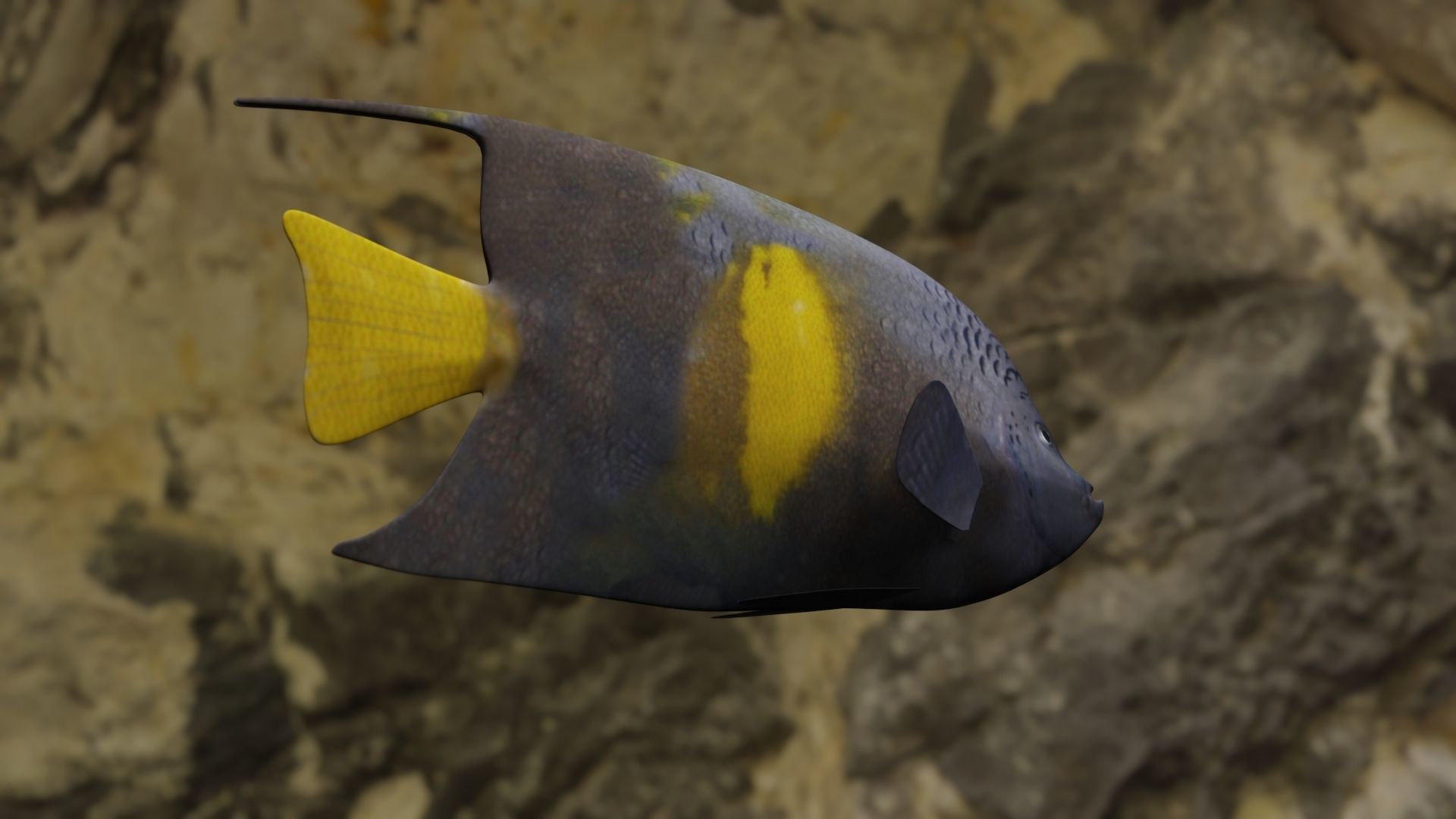 Yellow narked butterfly fish Low-poly 3D model_2