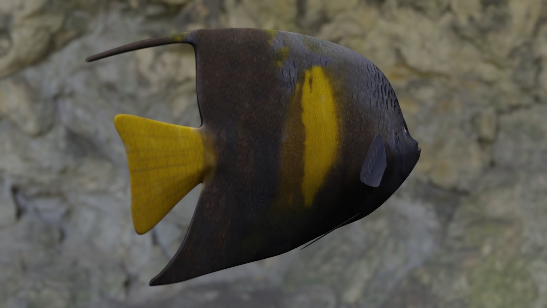 Yellow narked butterfly fish Low-poly 3D model_14
