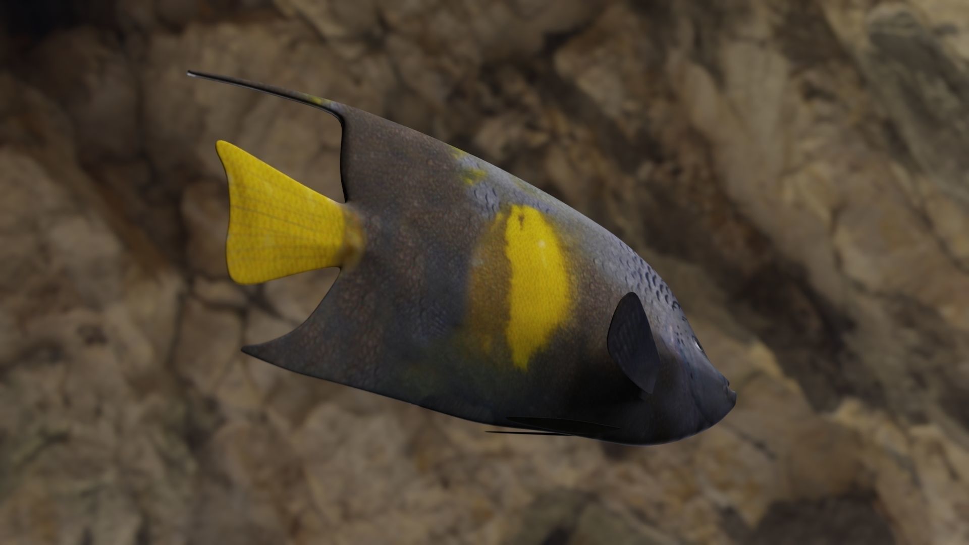 Yellow narked butterfly fish Low-poly 3D model_8