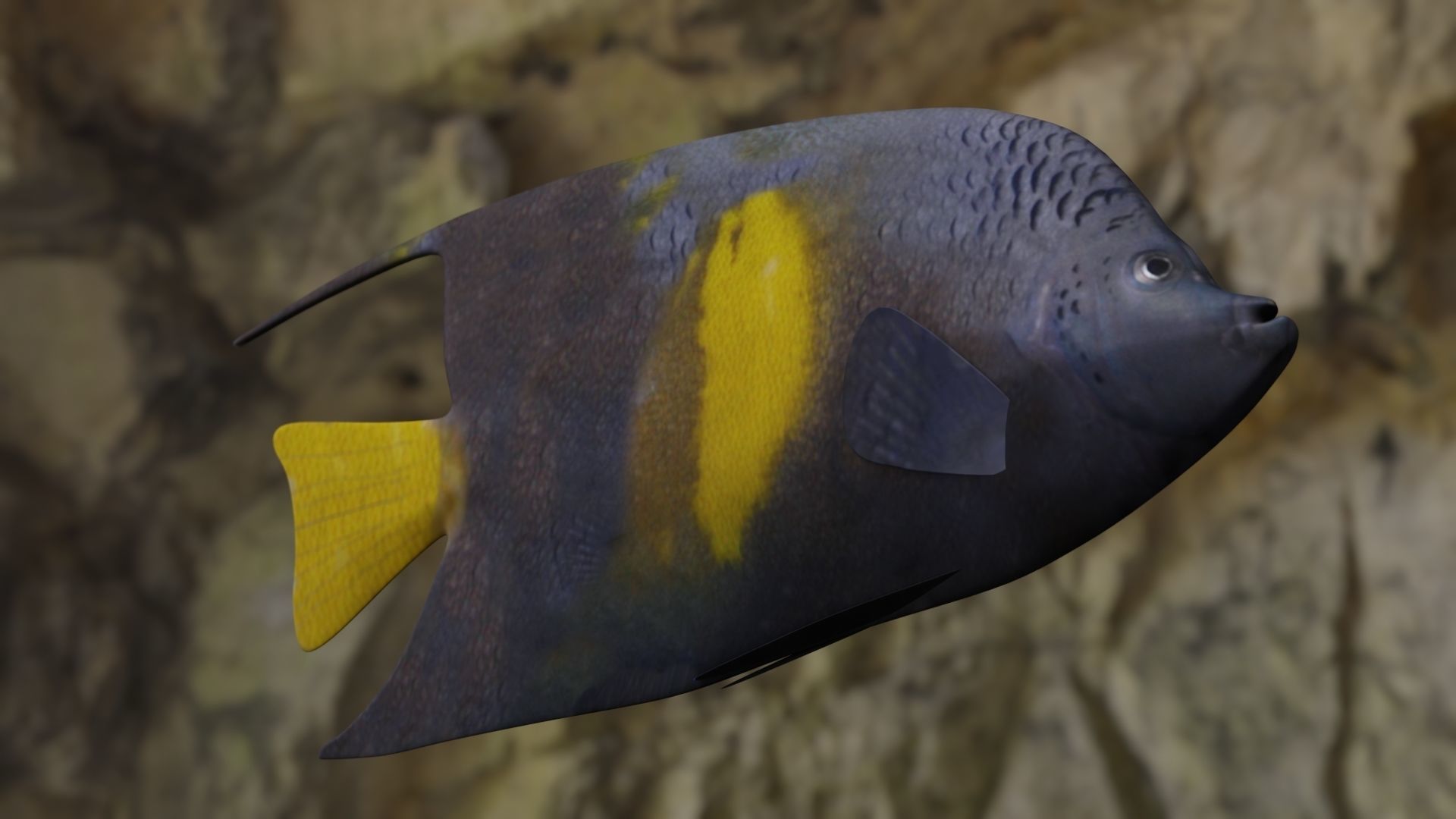 Yellow narked butterfly fish Low-poly 3D model_13