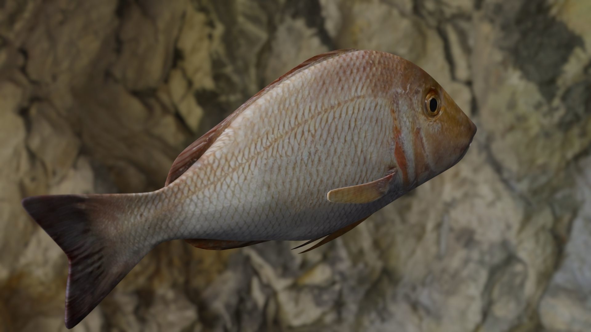 Lethrinus lentjan fish Low-poly 3D model_9