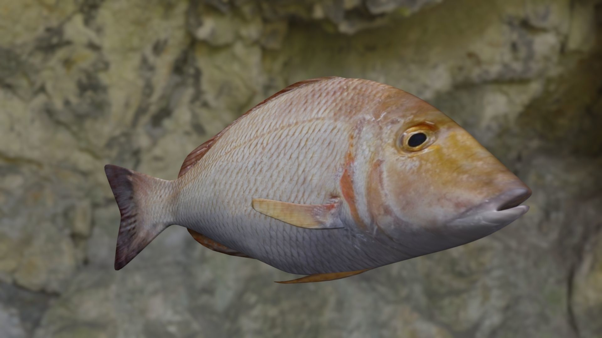 Lethrinus lentjan fish Low-poly 3D model_1