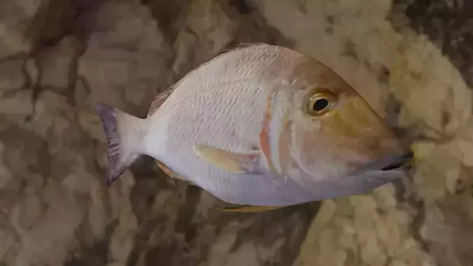 Lethrinus lentjan fish Low-poly 3D model