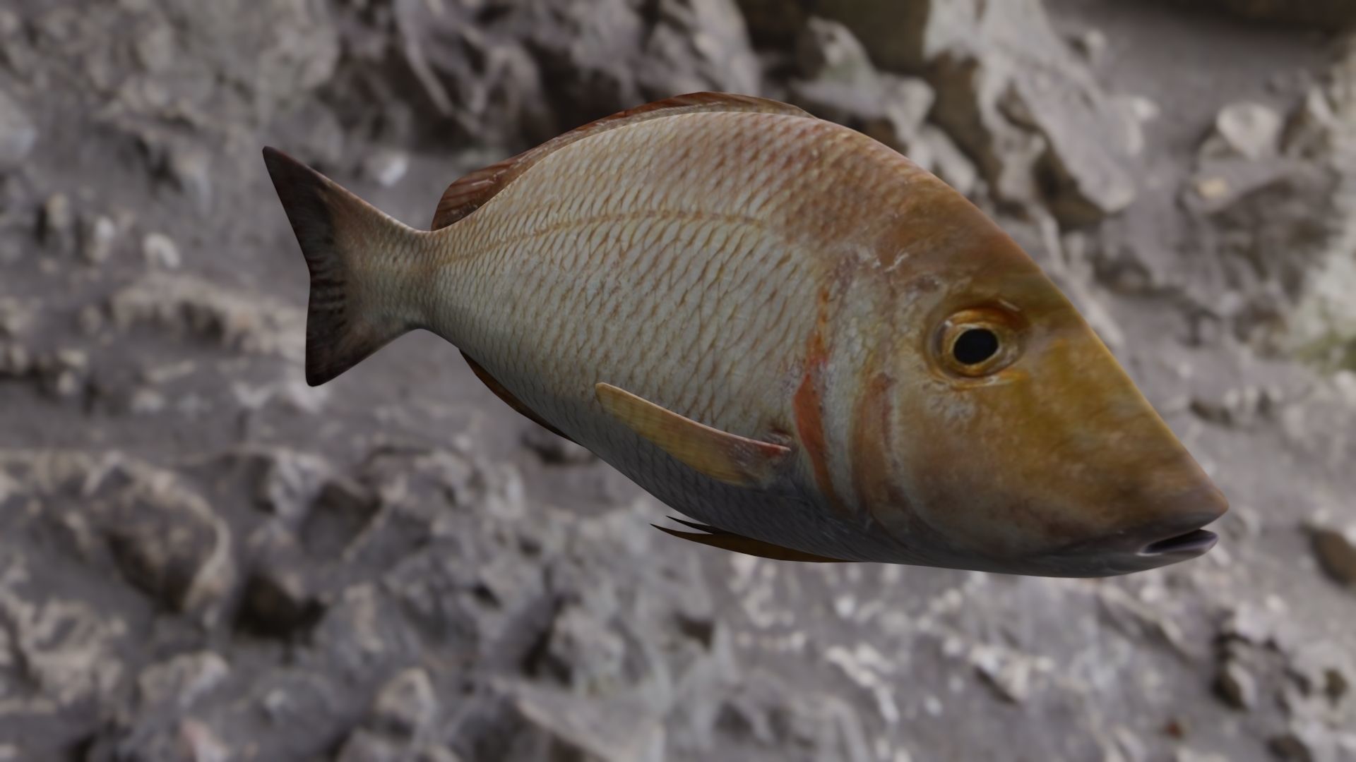 Lethrinus lentjan fish Low-poly 3D model_18