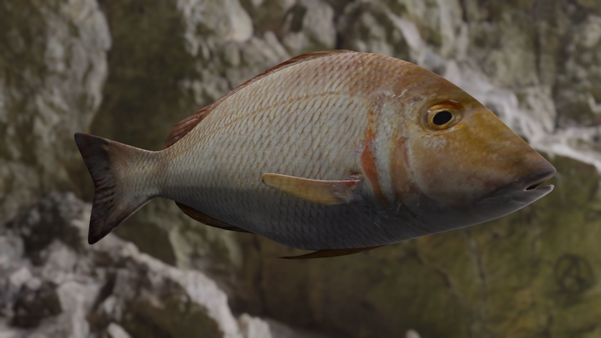 Lethrinus lentjan fish Low-poly 3D model_16