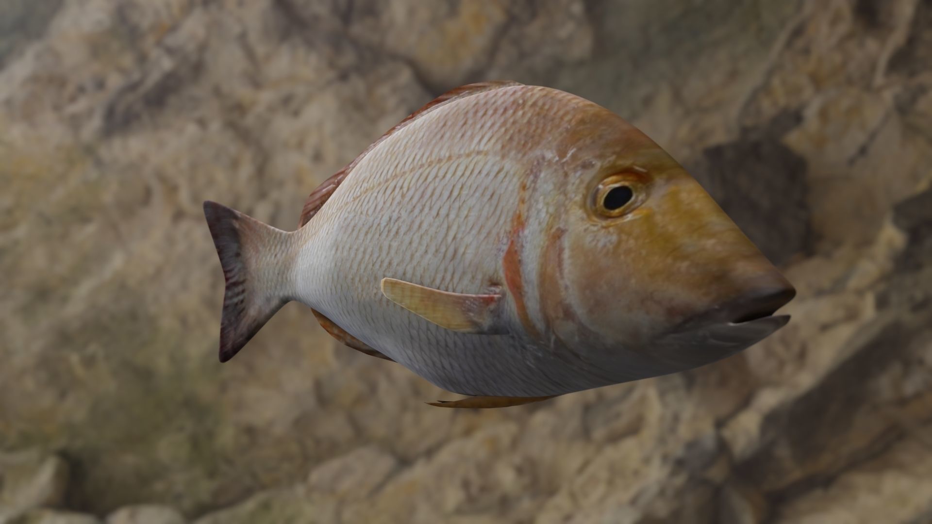 Lethrinus lentjan fish Low-poly 3D model_19